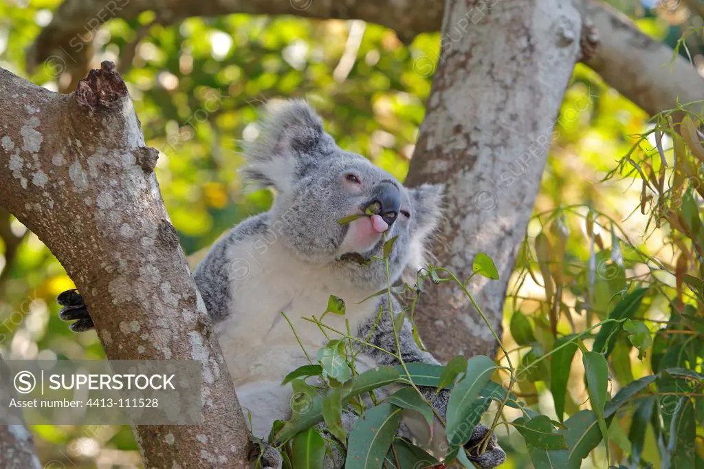 Young Koala in an tree Australie