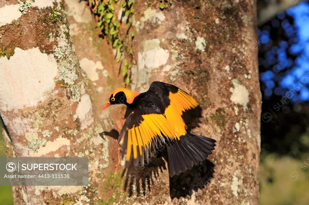 Regent Bowerbird on the trunk of a tree in Australia