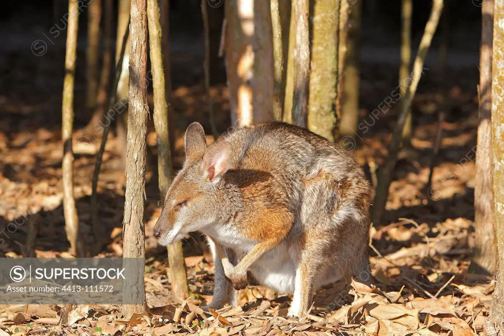 Black-striped Wallaby in a forest Australia