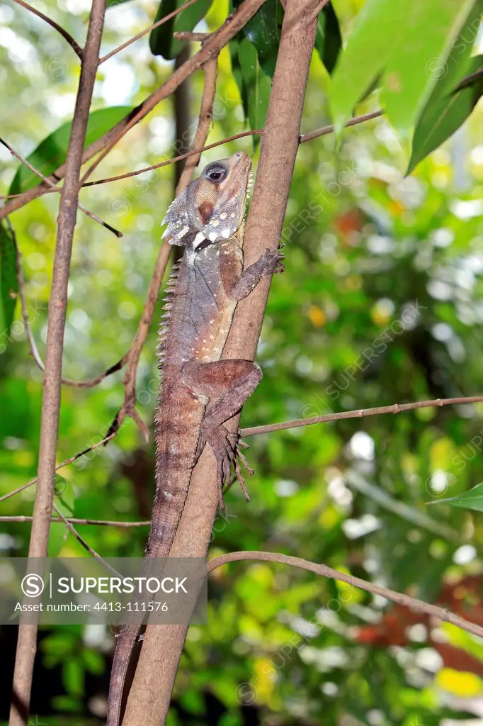 Boyd's forest dragon on a tree trunk Australia