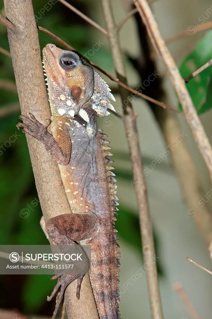 Portrait of a Boyd's forest dragon on a tree trunk Australia