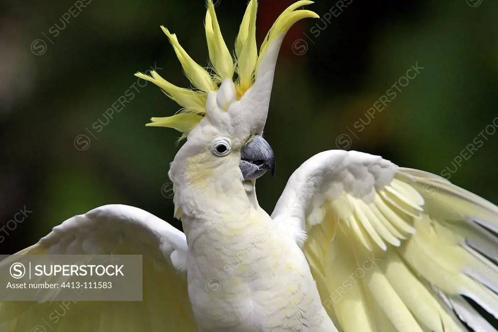 Portrait of a Sulphur-crested Cockatoo Australia