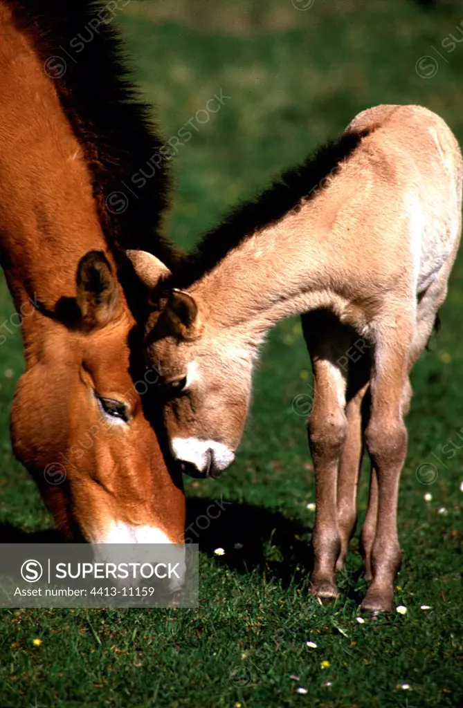 Przewalski's Horse and foal Cevennes France