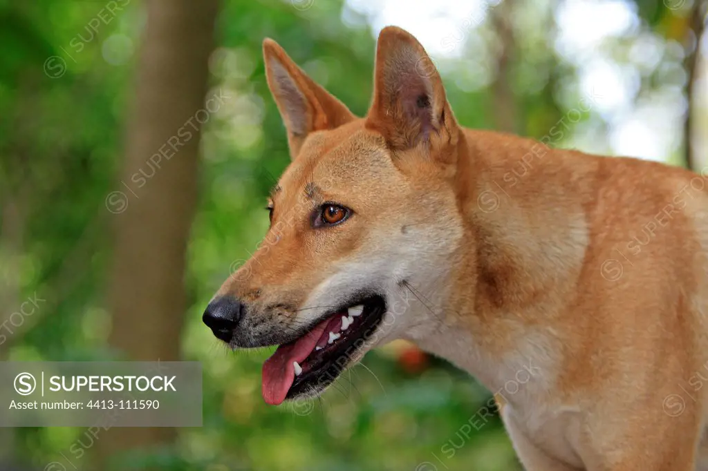 Portait of a Dingo Australia