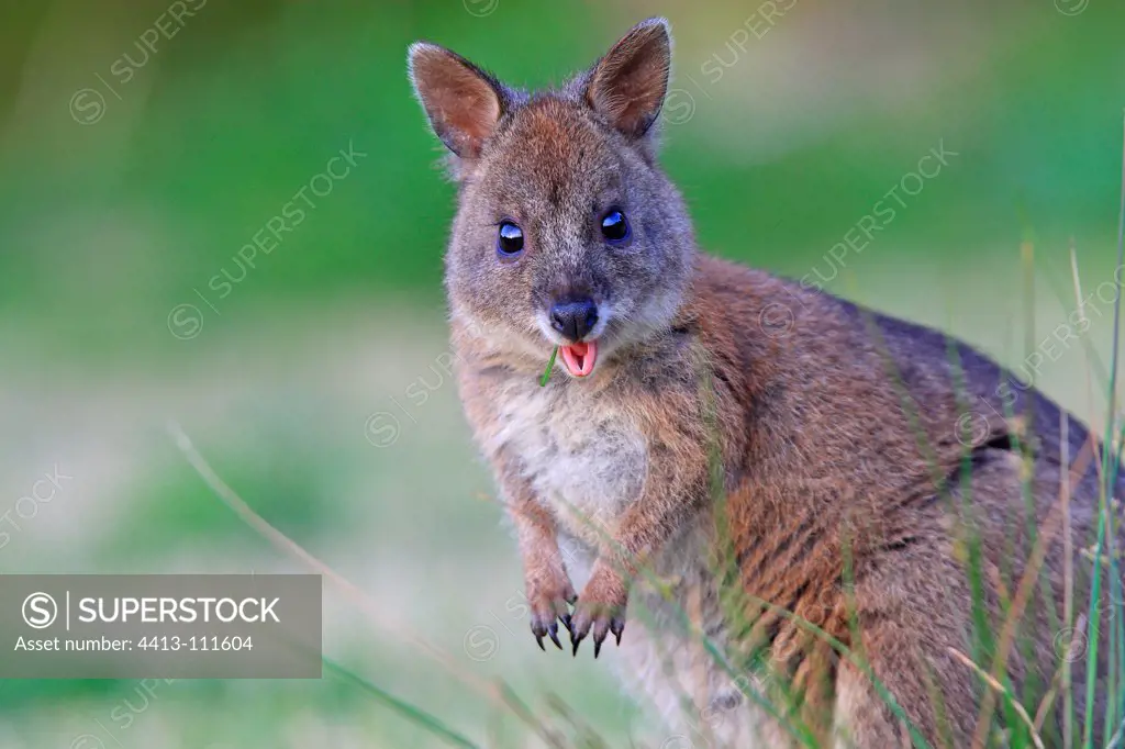 Red-necked Pademelon Lamington NP Australia