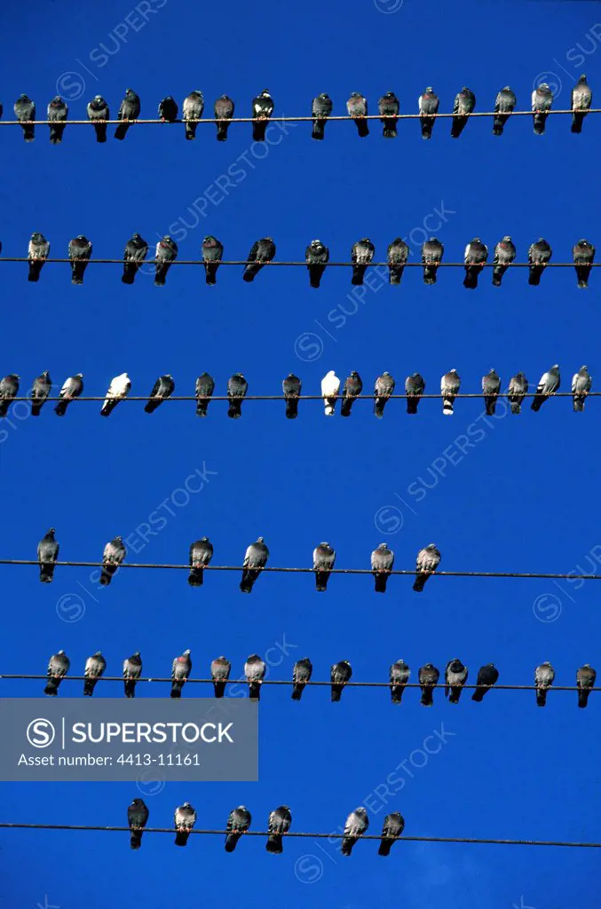 Rock Pigeons on electric wire Czech Republic