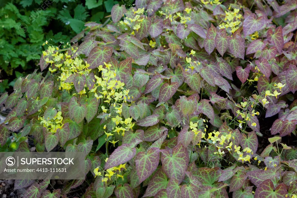 Barrenwort 'Frohneiten' in a garden in spring