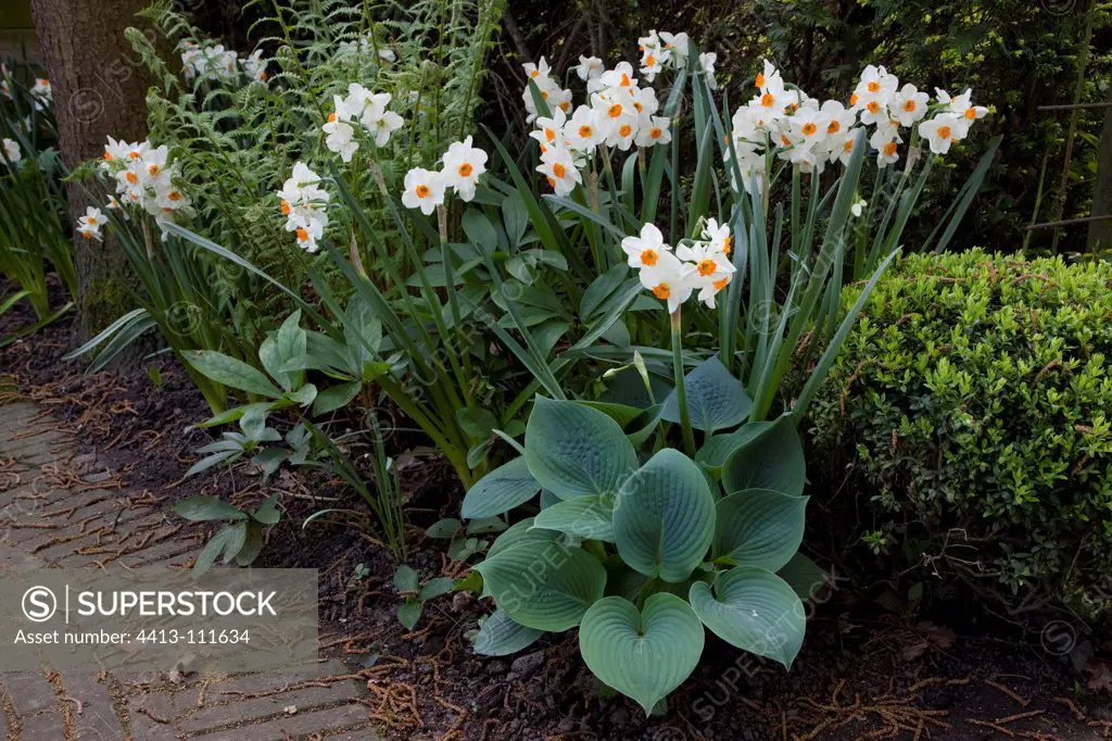 Hosta 'Halcyon' et Narcissus 'Geranium' in a garden