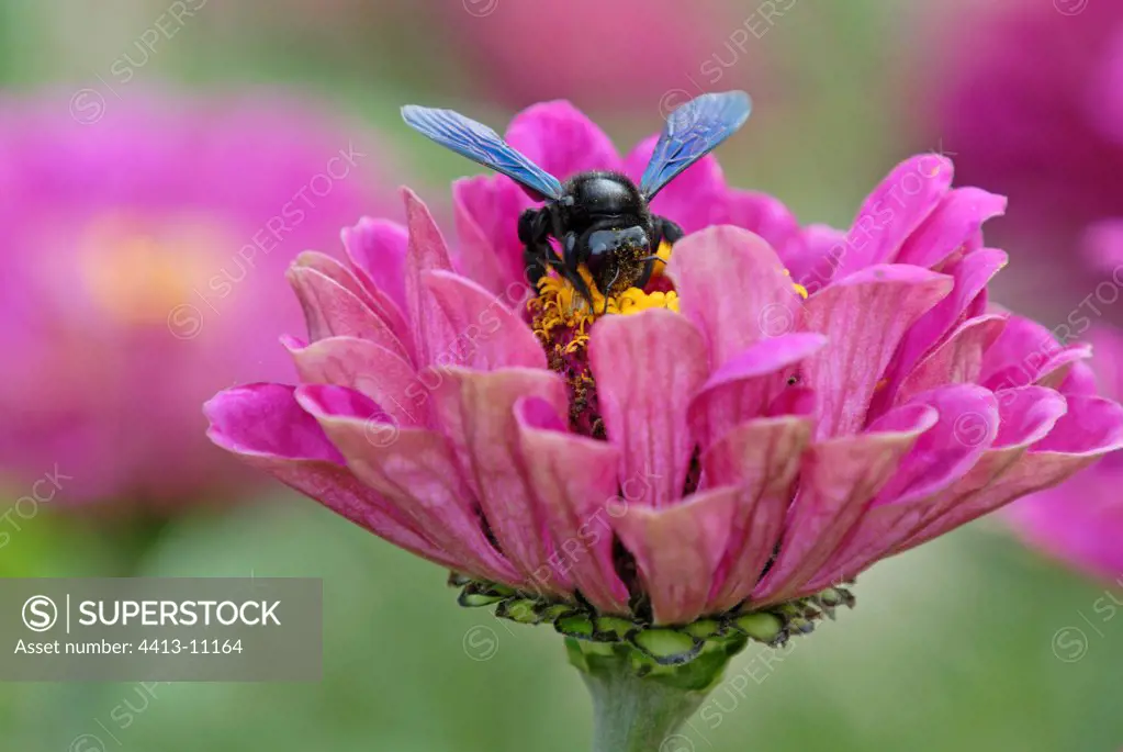 Carpenter bee gathering nectar Alsace France