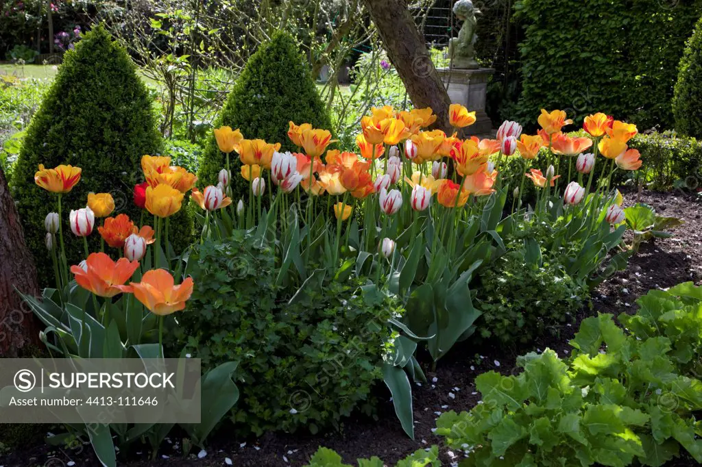 Tulips in bloom in a garden
