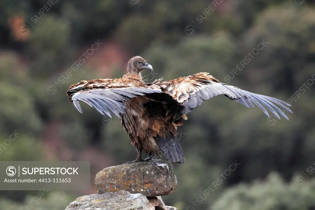 Griffon vulture drying its wings on a rock Spain