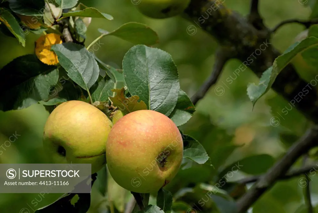 Apples 'Reinette dorée de Blenheim' on the tree Alsace