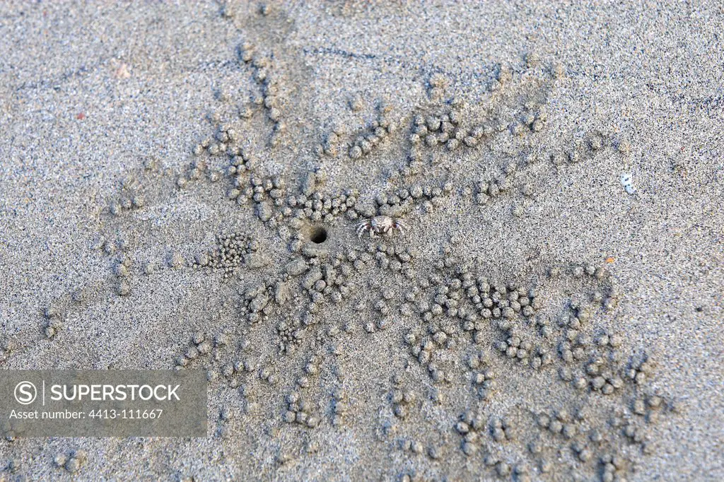 Traces of Sand bubbler crab Cape York peninsula Australia