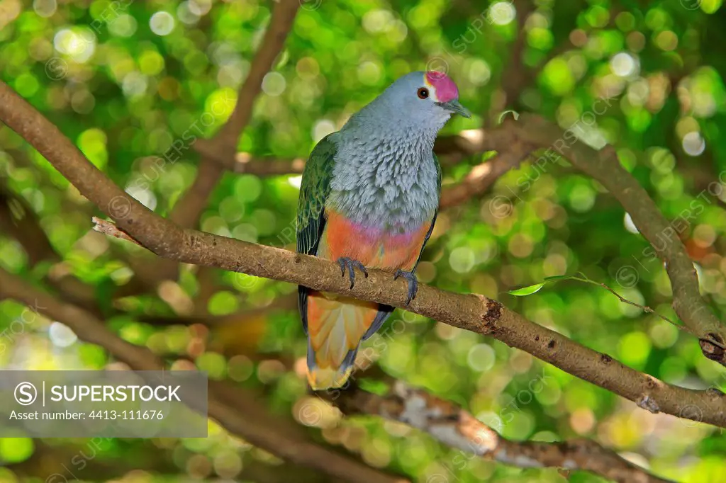 Rose-crowned Fruit Dove in forest Australia