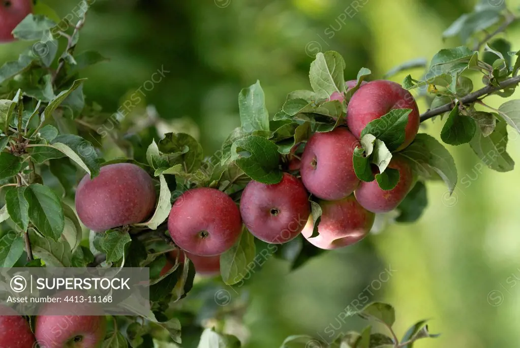 Apples 'Christkindler' on the tree Alsace France