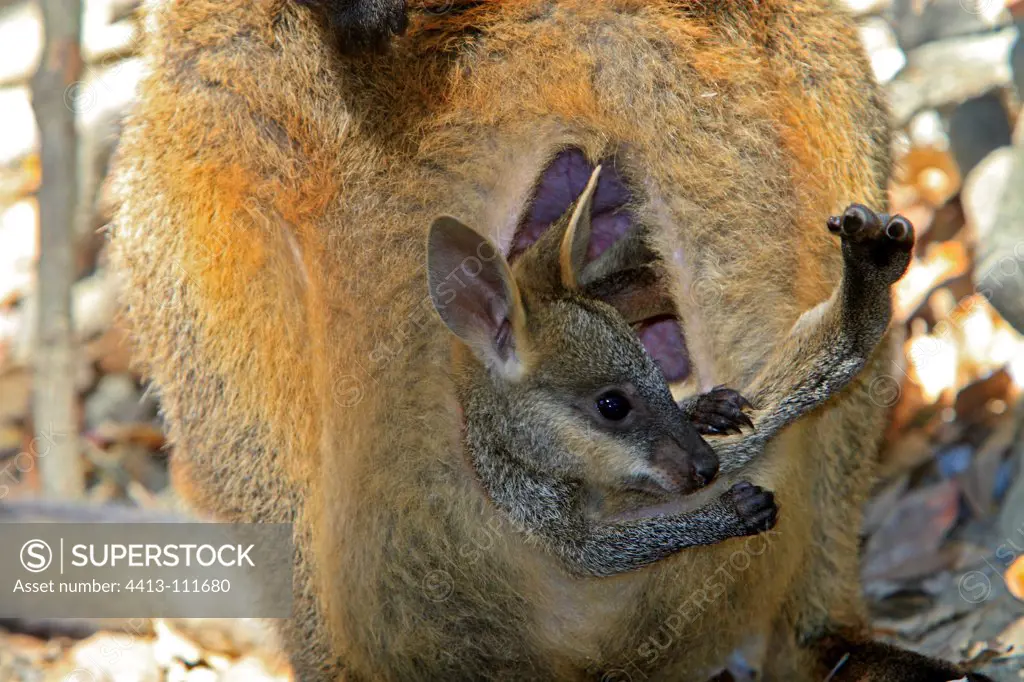 Swamp Wallaby with her young in the pouch Australia