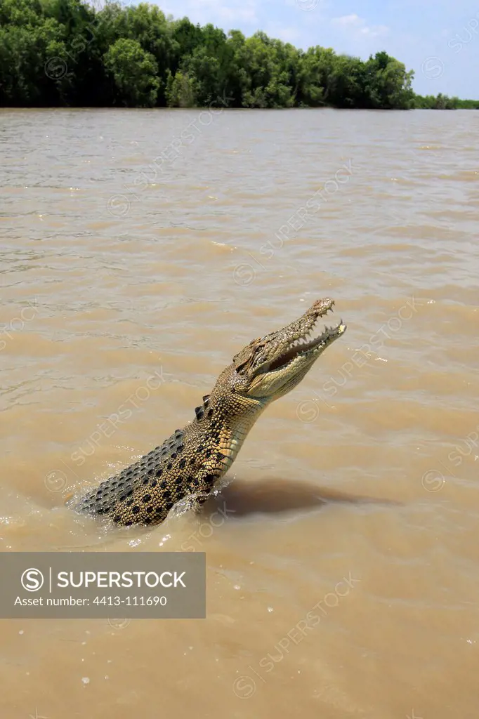 Salt-water Crocodile in a river of the Kakadu NP Australia