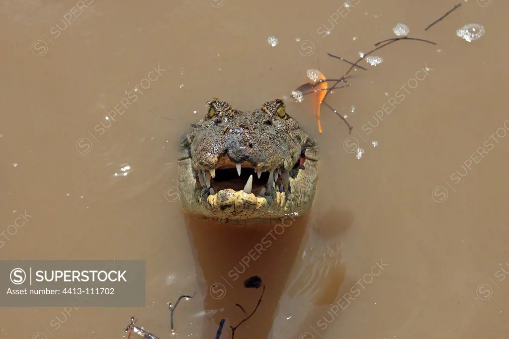 Salt-water Crocodile in a river in the Kakadu NP Australia