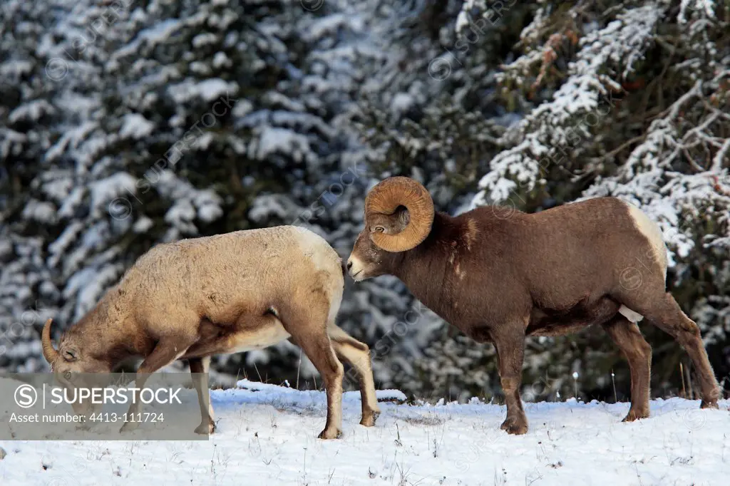 Bighorn Sheep the male sniffs the female Canada