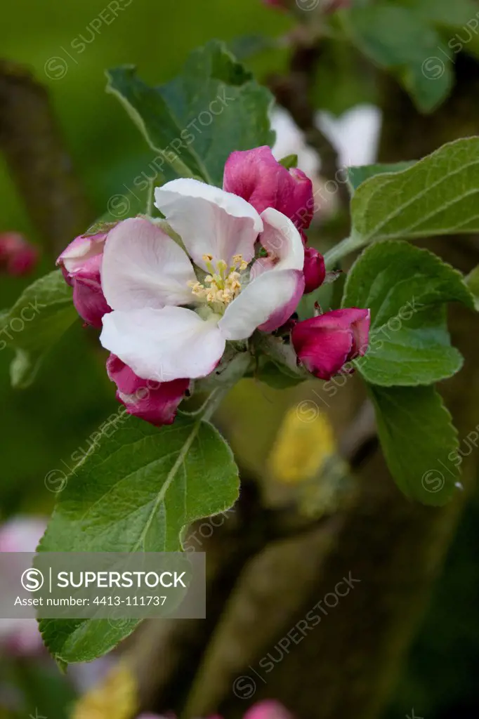 Apple tree 'Radoux' flower in a garden