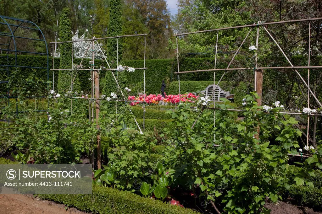 Cultivated currant and trained pear trees in a garden