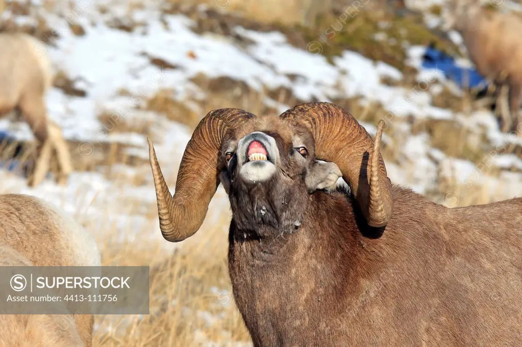 Bighorn sheep male sniffing female Jasper NP Canada
