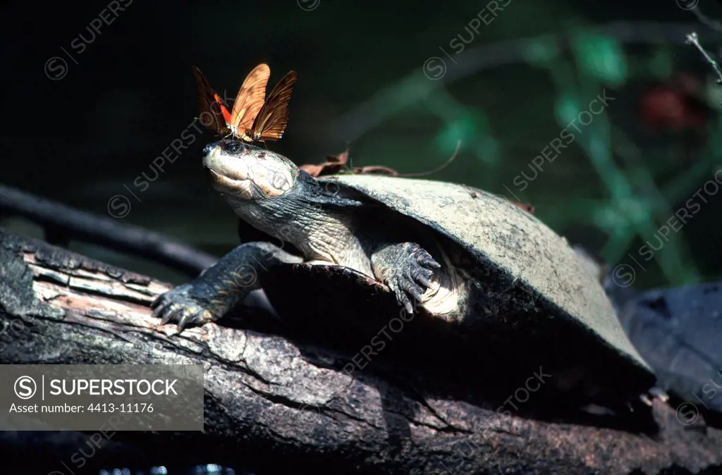 River Turtle and butterflies Llanos de Orinoco Venezuela