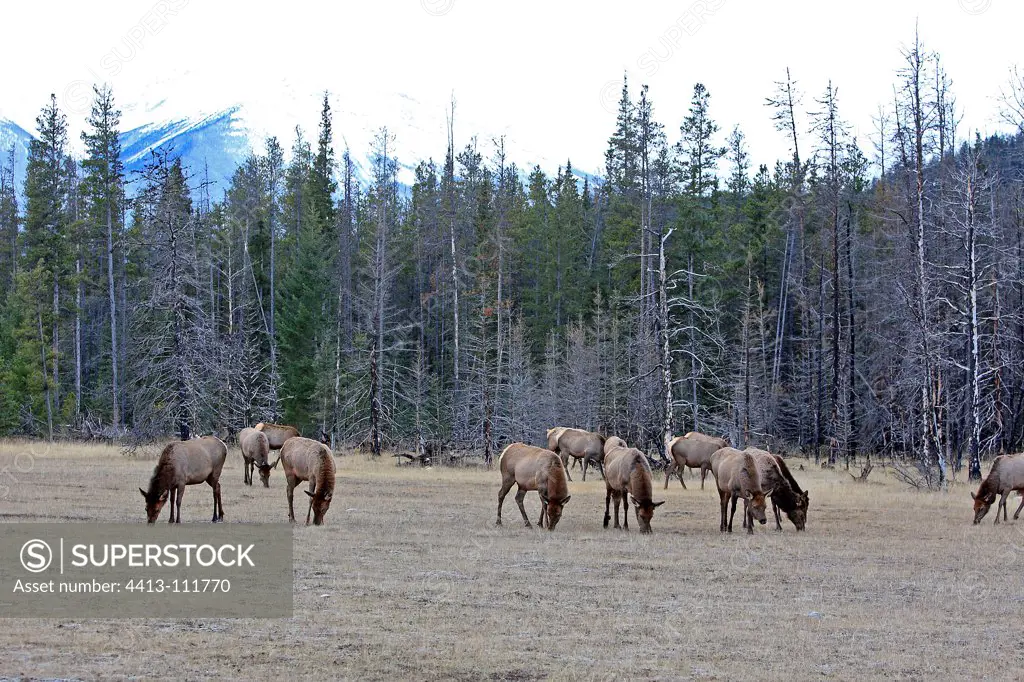 A herd of female elk in Jasper NP Canada