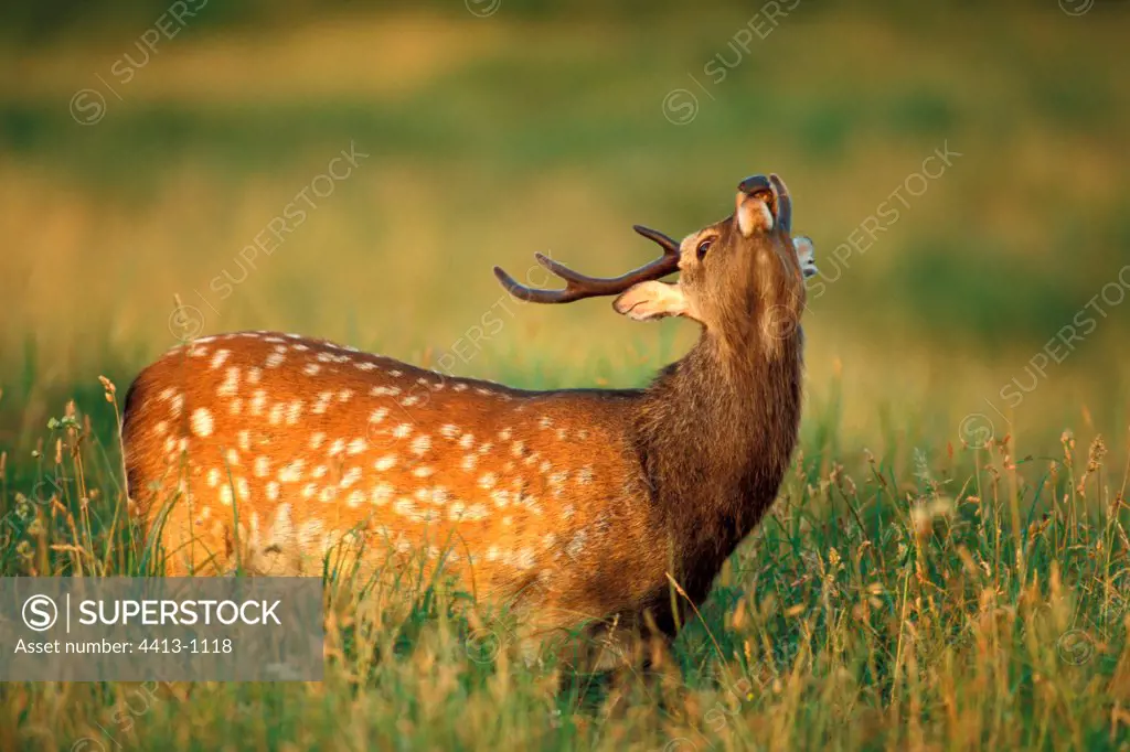 Sika Deer smelling the odors emitted by the females