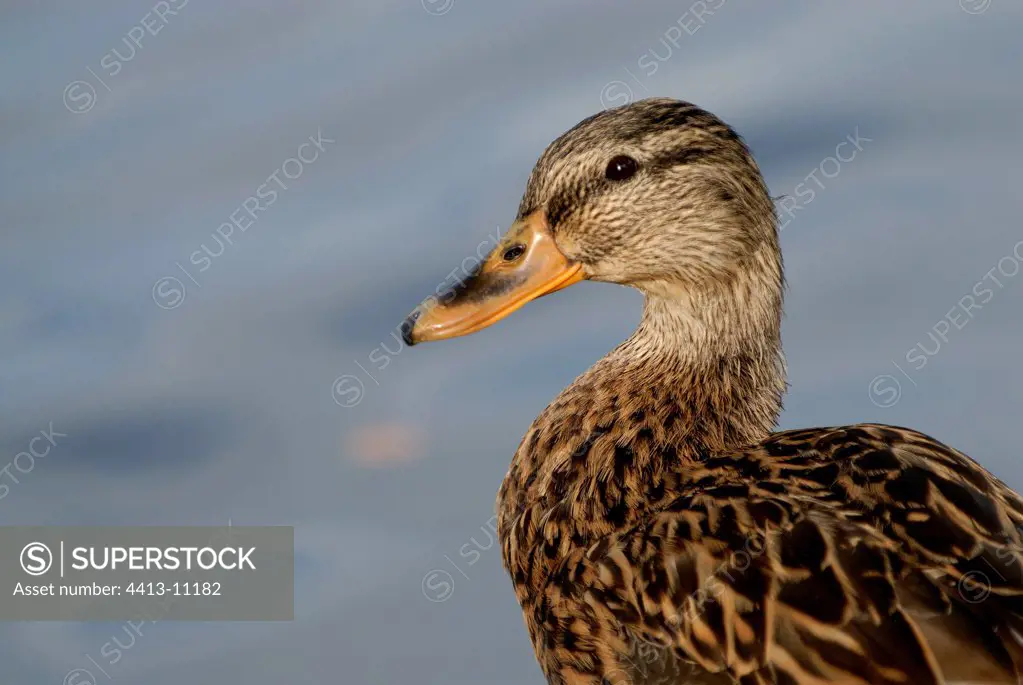 Portrait of a female Mallard duck Ecomuseum of Alsace France
