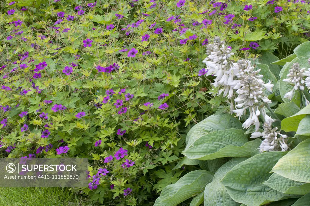 Hosta (Hosta sp) 'Big Mama' and Geranium (Geranium sp) in bloom in a garden