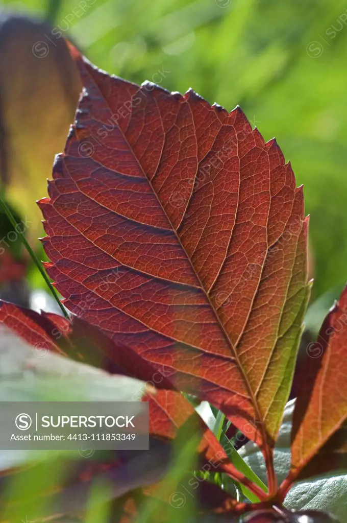 Vigne vierge (Parthenocissus quinquefolia) leaf in autumn color
