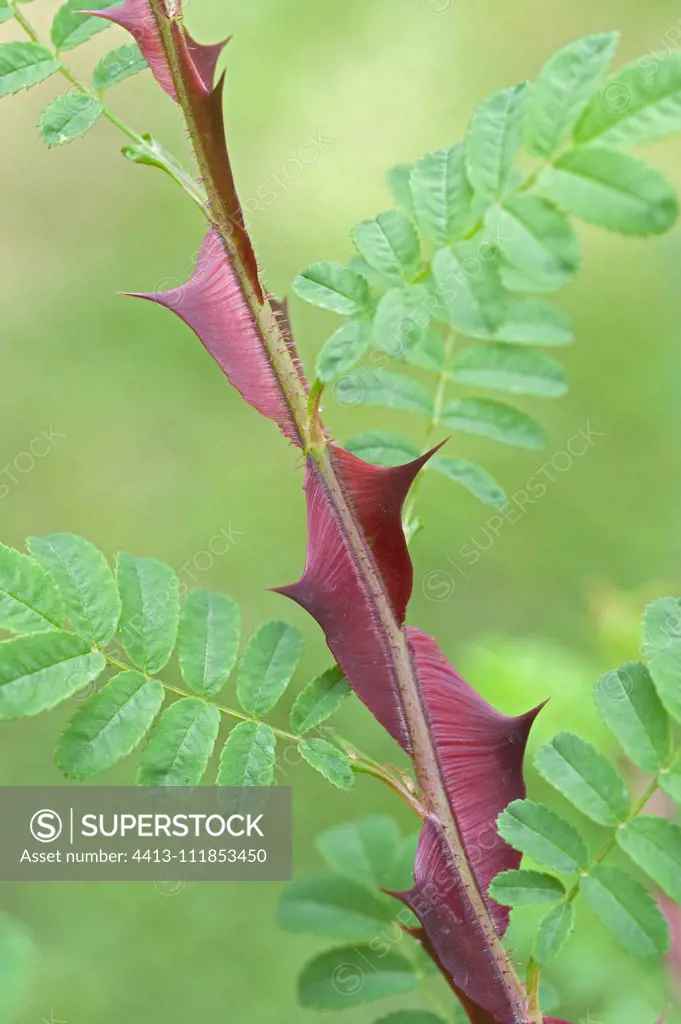 Thorns of silky rose (Rosa sericea ssp. Pteracantha) in spring