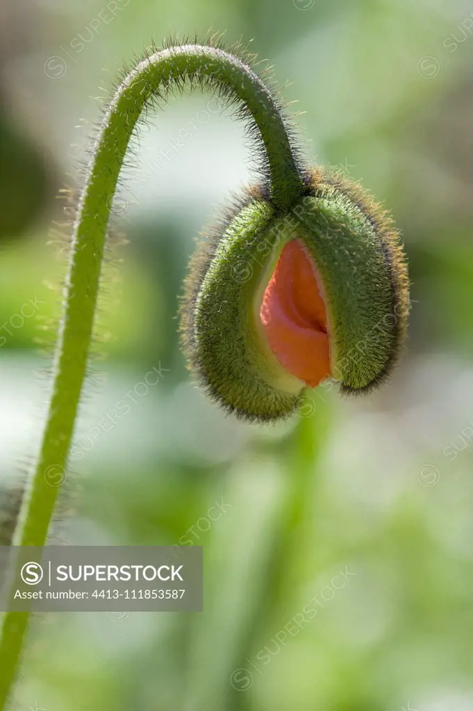 Iceland Poppy (Papaver nudicaule) 'Wonderland', flower bud in spring
