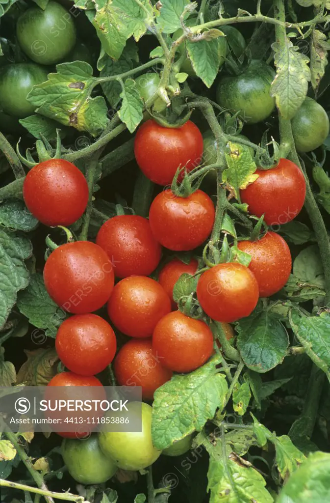 Red cherry tomato (Lycopersicon esculentum), vegetables in summer