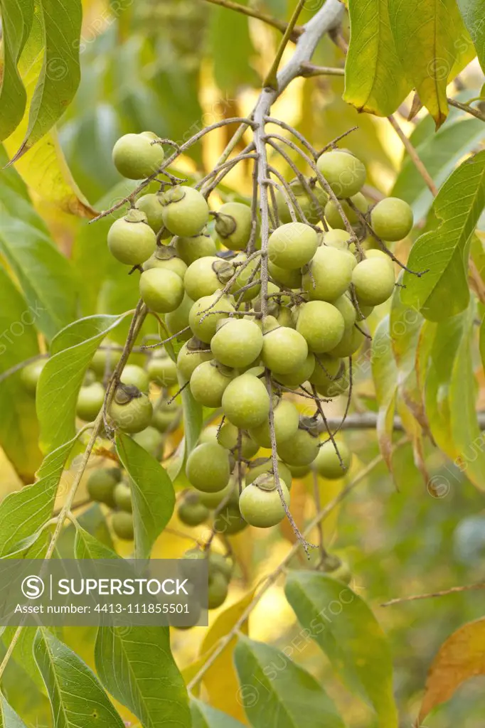 Soap nut tree (Sapindus mukorossi) fruits