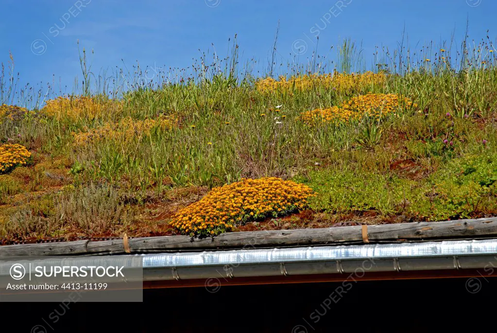 Flowered roof of a vegetable house near Gerardmer France
