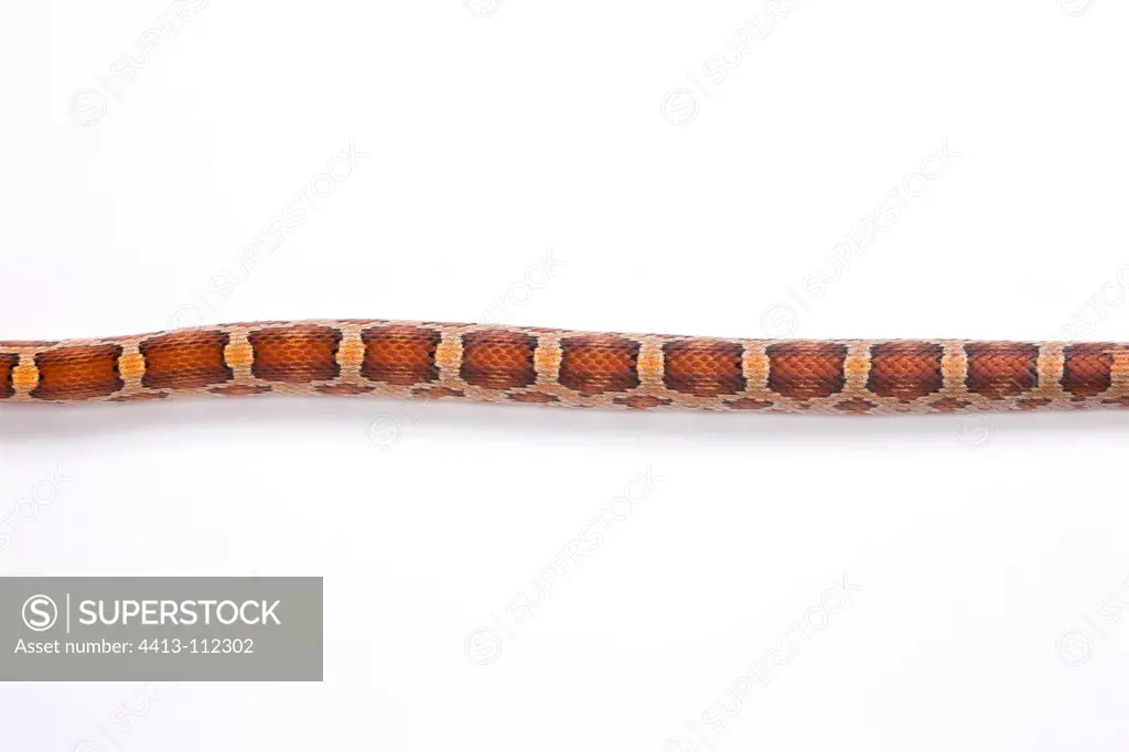 Red Corn Snake 'Classic' on white background
