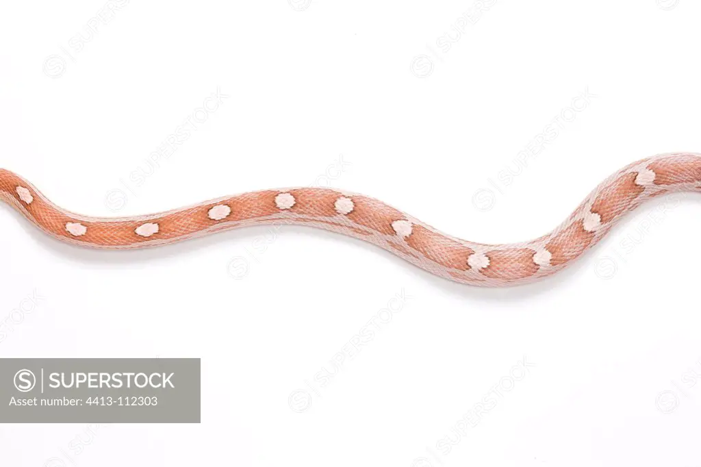 Red Corn Snake 'Motley Ghost' on white background