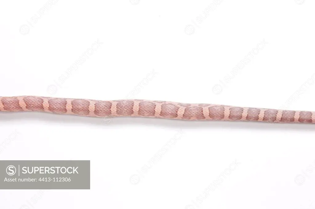 Red Corn Snake 'Lavender' on white background