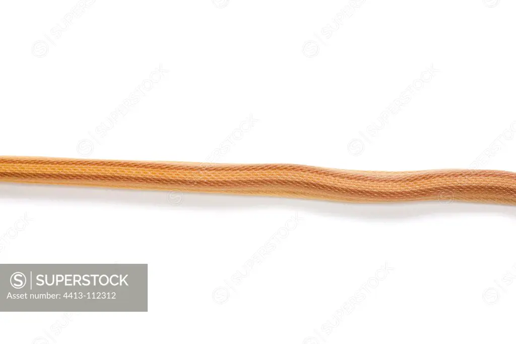 Red Corn Snake 'Striped Caramel' on white background