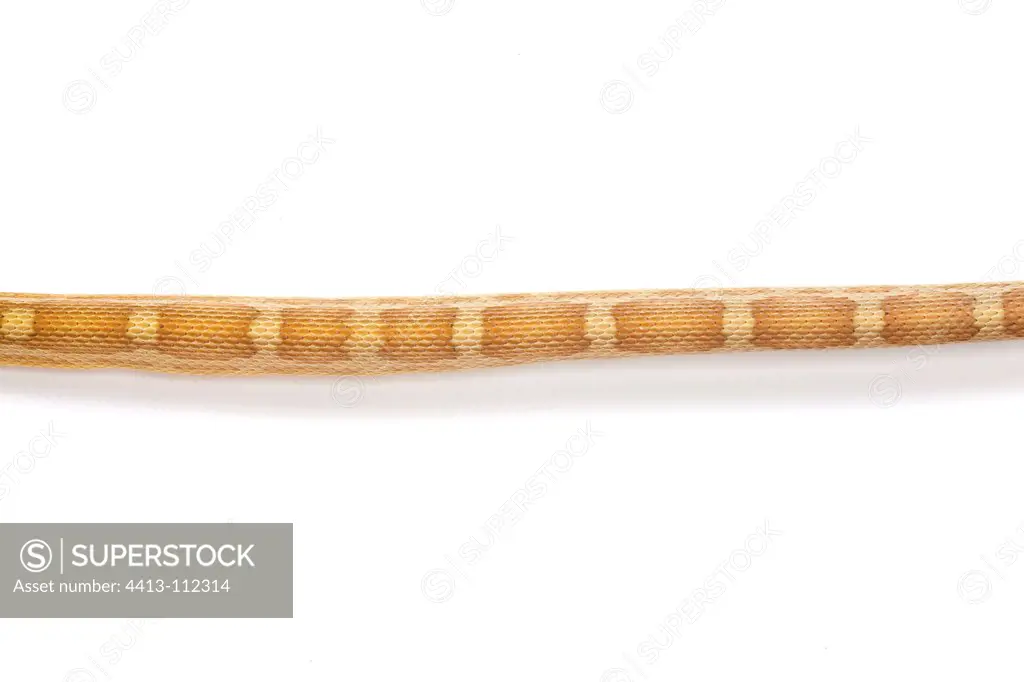 Red Corn Snake 'Motley Caramel' on white background