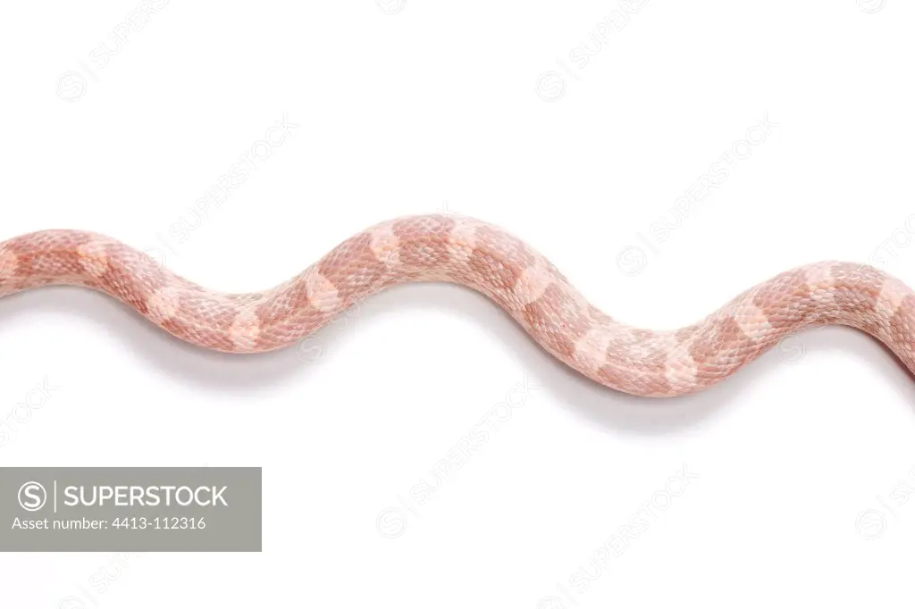 Red Corn Snake 'Hypomelanistic Lavender' on white background