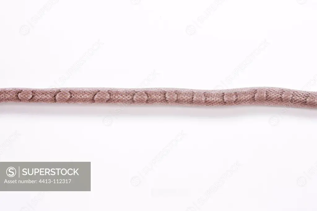 Red Corn Snake 'Pewter' on white background