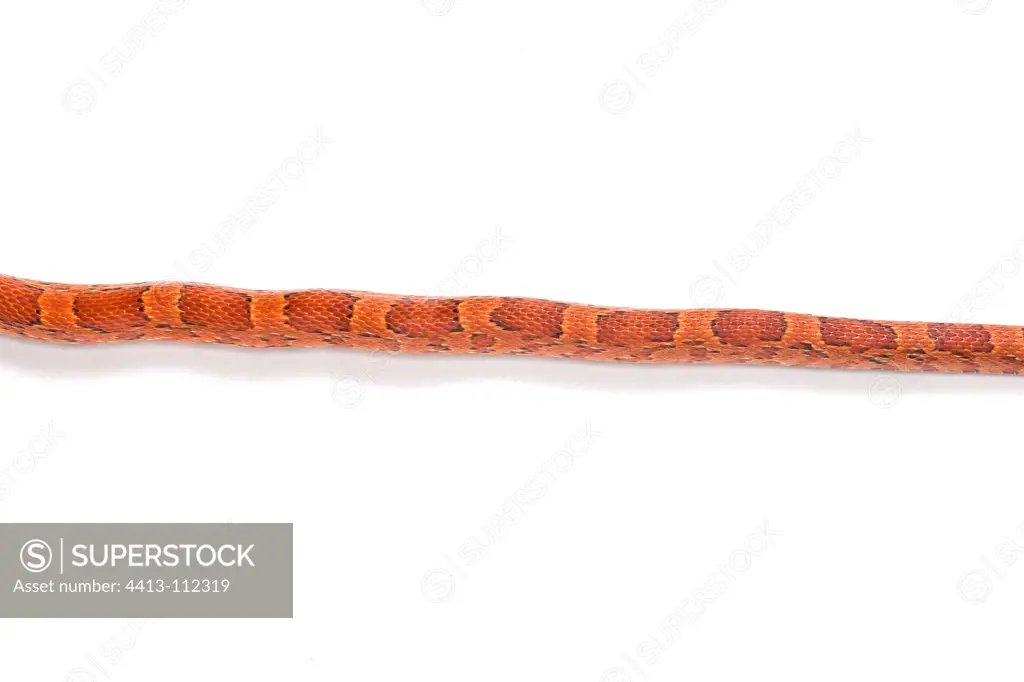 Red Corn Snake 'Sunkissed' on white background