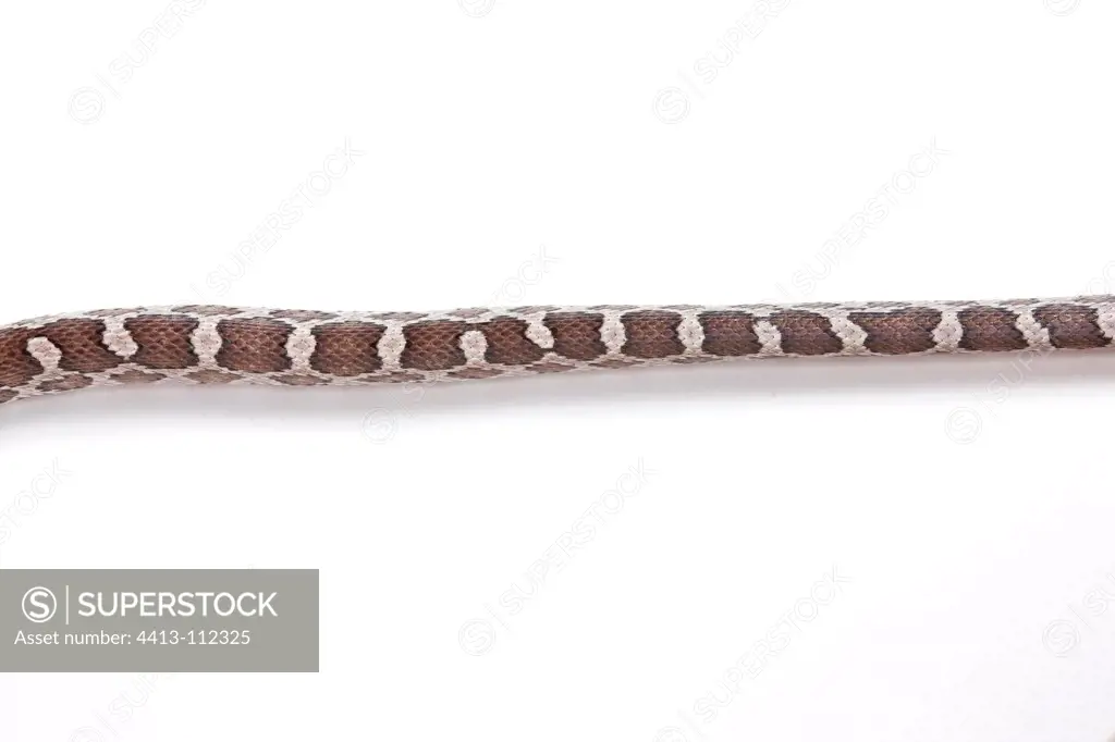 Red Corn Snake 'Anerythristique' on white background
