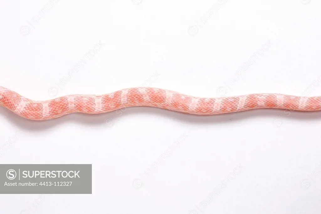Red Corn Snake 'Coral Snow' on white background