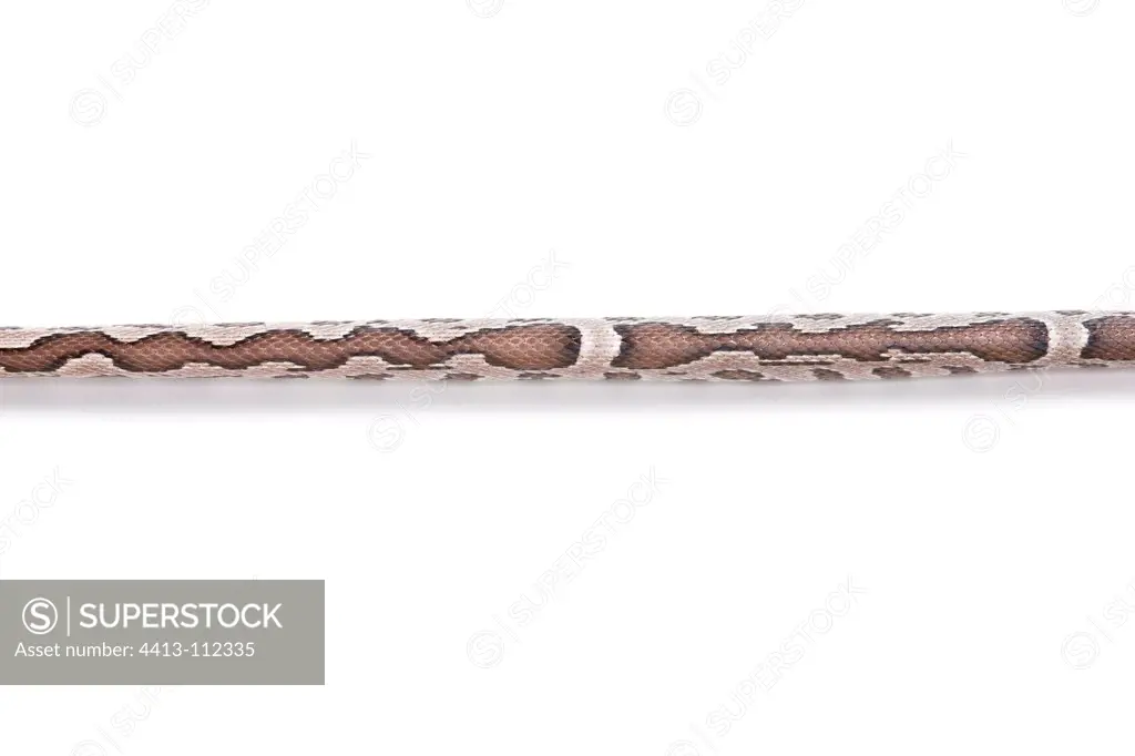 Red Corn Snake 'Anerythristique Zig-Zag' on white background
