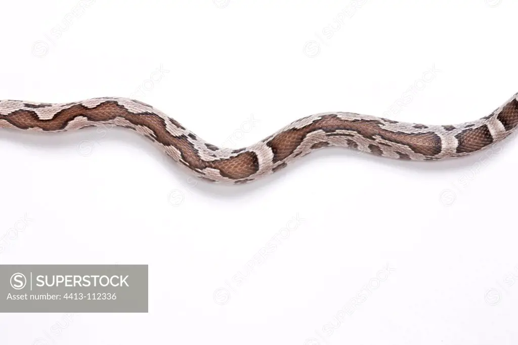 Red Corn Snake 'Anerythristique Zig-Zag' on white background
