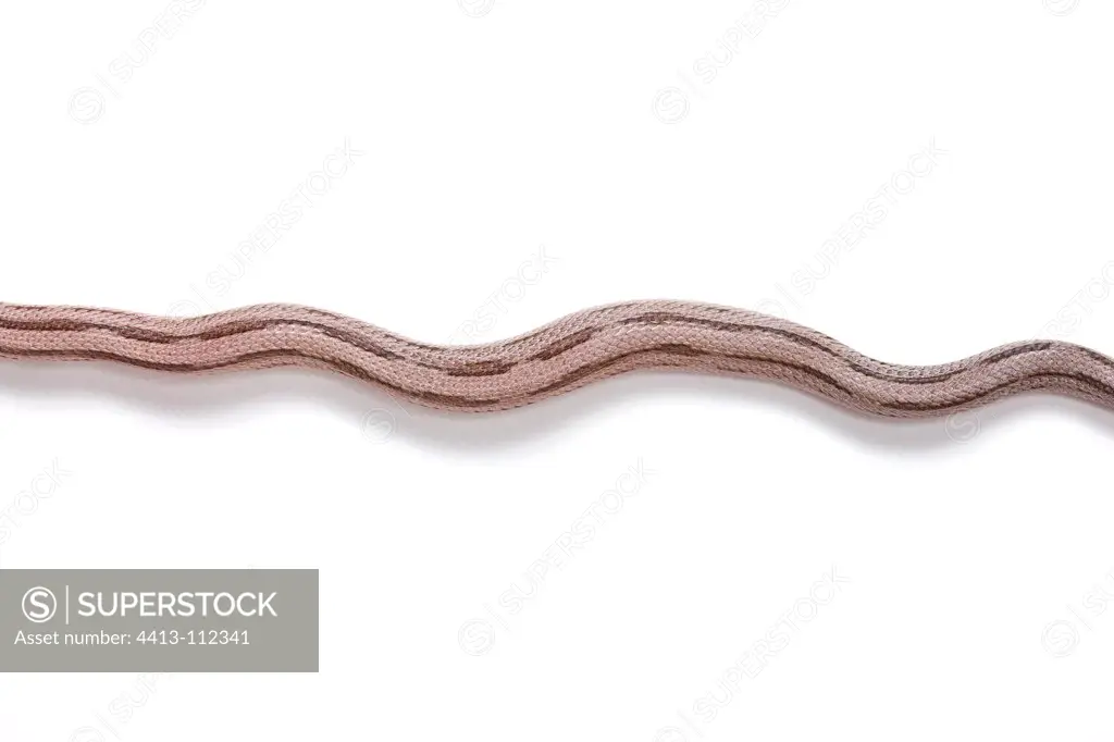 Red Corn Snake 'Black Striped Anerythristique'
